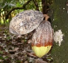 Pourriture des cabosses, une maladie importante du cacao.