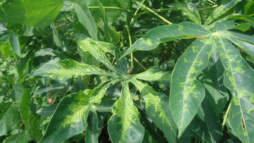 Phytopathologie